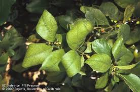 Lemon tree leaves curling down. Potassium Deficiency In Citrus Causing Leaves To Turn Golden Yellow And Bend Downward At The Tip And Margins Citrus Plant Plants Citrus Trees