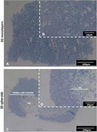 Check spelling or type a new query. Frontiers In Vitro Characterization Of Insulin Producing B Cell Spheroids Cell And Developmental Biology