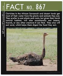 The Vice President Who Wrote A Hit Song The Odd Use Bubble Wrap Was Originally Intended For And More In Yet Another 10 Quick Facts Animals Savannah Chat Desert Land
