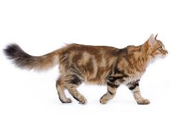 Short but powerful legs, muscular thighs, and a deep chest equip him for a hard day's work. Pawsome Pet Rescue Long Island Animal Rescue