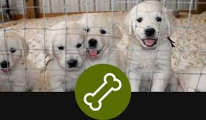 Come to the local golden retriever breeder at plumcreek acres for your next family companion! Beautiful Trained English Cream Golden Retriever Puppies