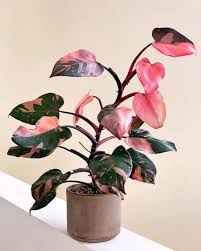 Selain bentuknya yang unik dan indah, warna merah yang khas kalau kamu sedang mencari jasa desain rumah, dekoruma juga bisa jadi solusi. Viral Tanaman Hias Termahal Philodendron Harga Ratusan Juta Popmama Com