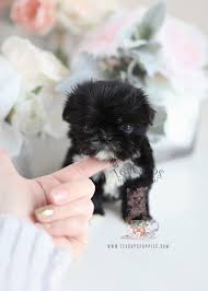 We have for sale imperial shih tzu, tiny teacup shih tzu, and small standard sized shih tzu puppies. The Cutest Little Shih Tzu Puppies For Sale Teacup Puppies Boutique