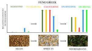 Jump to navigation jump to search. Foods Free Full Text Accumulation Of Agmatine Spermidine And Spermine In Sprouts And Microgreens Of Alfalfa Fenugreek Lentil And Daikon Radish