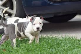 Female xl bully for sale 8 weeks old no offers. Top Quality Abkc Xl American Bully Puppies Quickmarket Free Classified Ads Buy Sell Local Deals