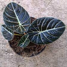 Alocasia black velvet #03 with 5 beautiful healthy foliage leaves as seen. Alocasia Black Velvet Urban Jungle Indonesia