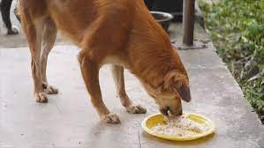 Brown Dog Eating Food Cooked Rice Stock Footage Video 100 Royalty Free 12280316 Shutterstock