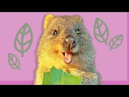 Quokka Eating A Leaf Compilation Asmr Mukbang Vertical Youtube Happy Animals Animals Quokka