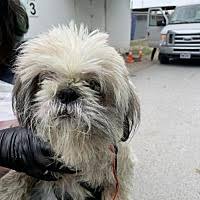 Very easy to train and are playful, lively and inquisitive.when buying a new puppy , please keep in mind that it is like bringing a new family member home. Shih Tzu Puppies For Sale In Houston Texas Adoptapet Com
