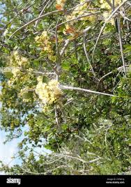 Image result for Scolopia zeyheri