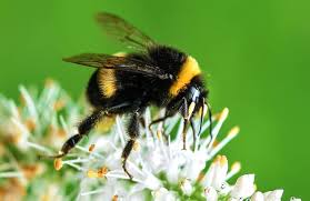Merged with middle english bombeln (to boom, buzz), in the late 14th century. Bumblebee Description Habitat Image Diet And Interesting Facts