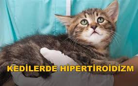 kedilerde hipertiroidizm suleyman seringen kedici kedi kultur dergisi