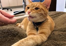 Seventy to ninety percent of cats have some level of dental disease. Brushing Teeth You Can Do It Cascade Heights Veterinary Center