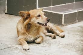 How Do You Treat Vestibular Disorder In Dogs