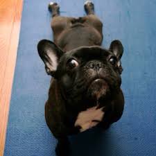 Pin By Jen Roberts On Lovely Frenchie Bulldog French Bulldog Dog Yoga