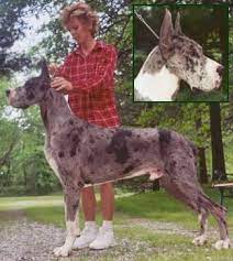 Michaeldane Jaybee Great Danes Stud Dogs Stud Dog Great Dane Merle Great Danes