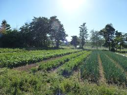 Avec le temps, vous voyez le cumul des feuilles mortes et d'herbes indésirables au fond de votre extérieur vert et la dégénérescence du sol à cause des changements entre chaleur, humidité et sécheresse. Les Jardins Du Flouran A L Isle En Dodon Destination Comminges Pyrenees