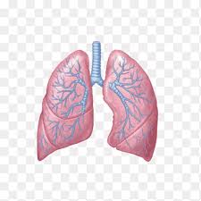 Lung Respiratory System Respiration Anatomy Physiology Heart And Lung Function Heart Happy Birthday Vector Images Png Pngegg