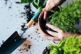 Choices for colour, foliage and texture. 19 Best Plants To Grow In Pots Containers Horticulture