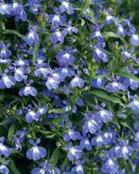 Image result for Lobelia uliginosa
