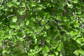 Image result for Commiphora mossambicensis