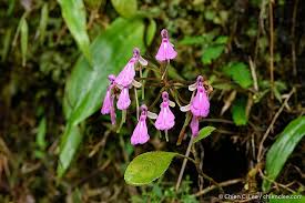 Image result for Cynorkis brevicalcar