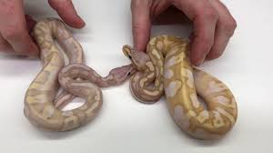 Black pastel ball pythons along with cinnamon ball pythons are two of the most basic and integral parts of making amazing looking combos and morphs. 2017 Ball Pythons 13 Super Bananas And Bamboo Combos Ending The Year On A High Note Youtube