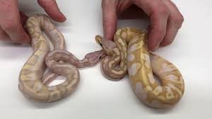 Friendly pied banana ball python. 2017 Ball Pythons 13 Super Bananas And Bamboo Combos Ending The Year On A High Note Youtube