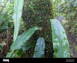 Image result for Oleandra