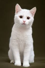 Black And White Cat With Gold Eyes Cat Coat Colors And Patterns Pretty Cats Cute Cats Beautiful Cats