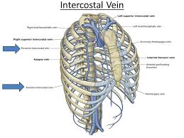 In the event of thoracic or abdominal aortic stenosis or occlusion, the internal thoracic arteries are important potential sources of collateral blood supply via anterior anastomoses with the intercostal arteries and inferior epigastric arteries, respectively. Seminar Topic Venous Drainage Of Thoracic Wall Ppt Video Online Download