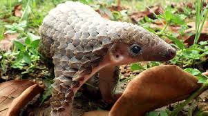 Pangolin scales are a separate commodity, highly valued in some cultures for their supposed the finger could point in many directions. Take Pangolins Off The Menu Now Rainforest Rescue