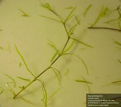 Image result for Najas