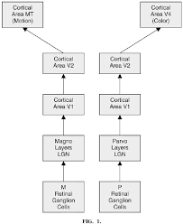 The most important aspect of flowcharts is that, unlike sequences, they present. Figure 1 From Compelling Classroom Demonstrations That Link Visual System Anatomy Physiology And Behaviour Semantic Scholar