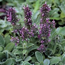 We did not find results for: Lambs Ears Finegardening
