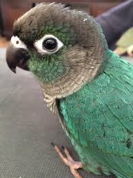Turquoise Green Cheek Conure Parrots Turquoise Green Cheek Conure Par In 2020 Pet Birds Parrots Parrot Pet Pet Birds