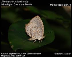 Image result for Hartliella