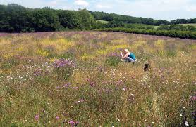 Maybe you would like to learn more about one of these? Buy Wildflower Seeds Wildflower Seed Mixtures Wild Flower Plants Wild Flower Lawns And Meadows