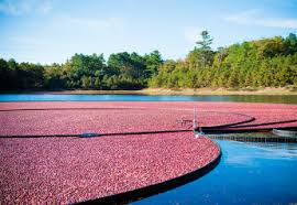 Find quality produce products to add to your shopping list or order online for . Pluy0e Qzhswlm