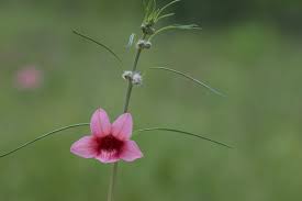 Image result for Sesamum alatum