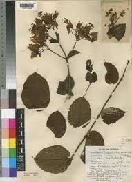 Image result for Clerodendrum fuscum