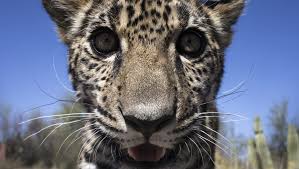Motion sensors have become more advanced in recent years, and now, they can even work with smartphone apps for remote activation from any location. How A Border Wall Could Drive The Jaguar Extinct In America