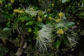 Image result for Maerua