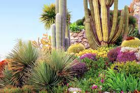 All cactus plants are members of the cactaceae family, and there are thousands of species of cactus. 68 Cactus Landscaping Ideas That Will Inspire You Garden Tabs