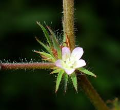 Image result for Melochia melissifolia