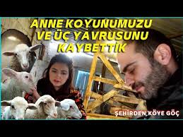 MAALESEF KÖTÜ HABERLERİMİZ VAR ANNE KOYUNUMUZU VE ÜÇ KUZUSUNU KAYBETTİK 😥