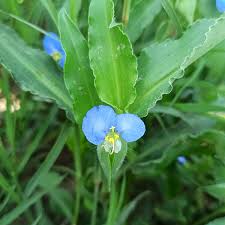 Image result for Commelinaceae