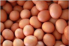 We did not find results for: Jual Telur Ayam Negeri Telur Ayam Broiler Di Lapak Mitra Perkasa Bukalapak