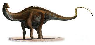 Ajax, in 1877, and a second species, a. A Dinosaur A Day Apatosaurus Ajax A Louisae