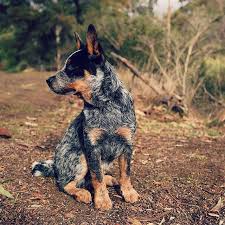 Black And White Cattle Dog Puppy Black And White Weiner Dog Costumes Dogfoodjkt Dogsaccessoriestravel Austrailian Cattle Dog Blue Heeler Dogs Heeler Puppies